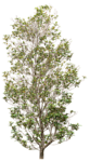树木