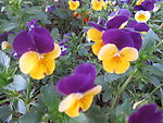 蝴蝶花