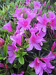 杜鹃花