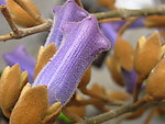 泡桐花
