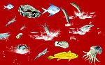 各种鱼类 海鲜