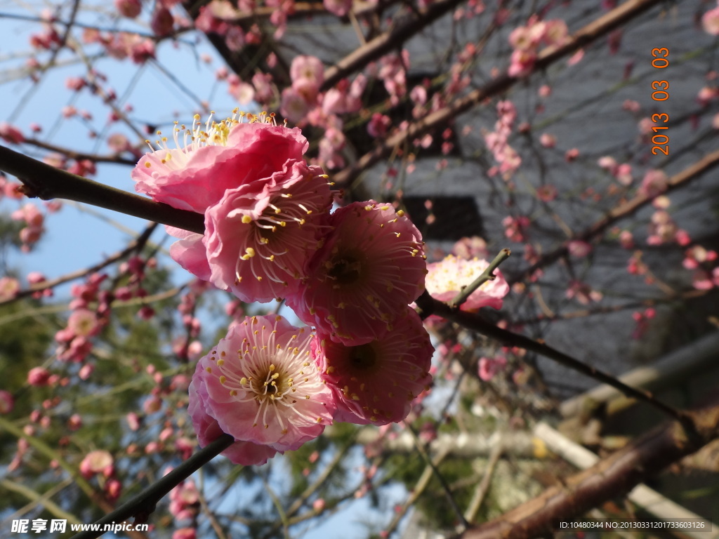 怡园梅花