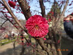 怡园梅花