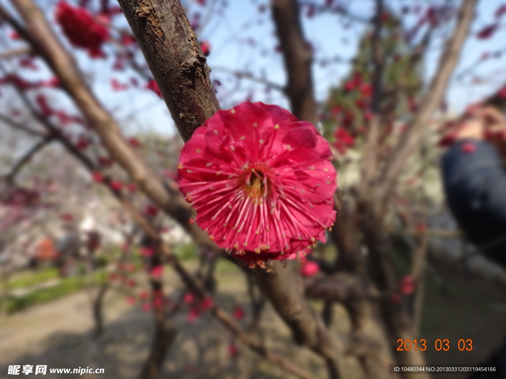 怡园梅花