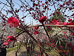 怡园梅花