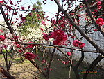 怡园梅花