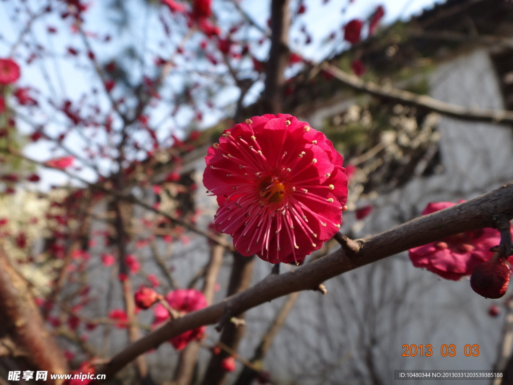 怡园梅花