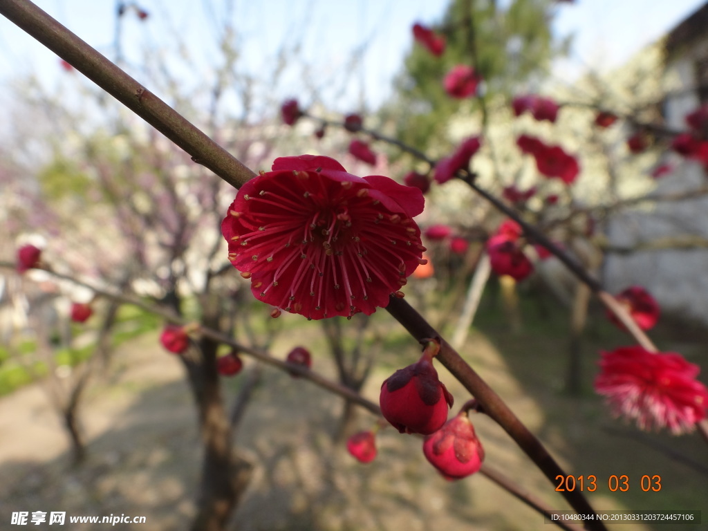 怡园梅花