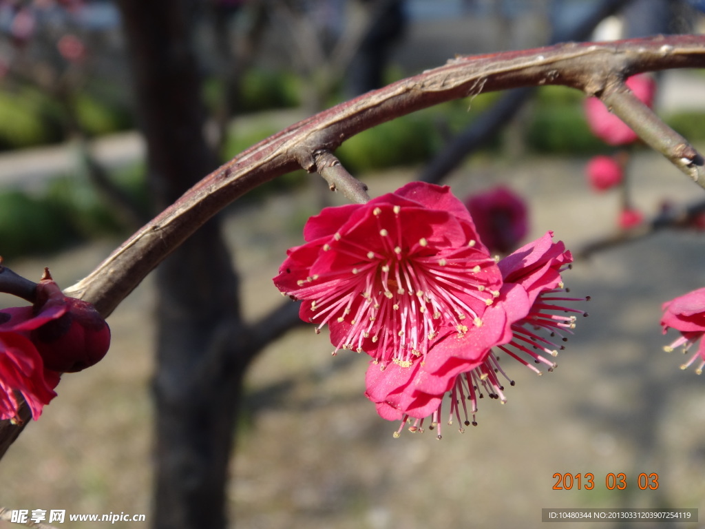 怡园梅花