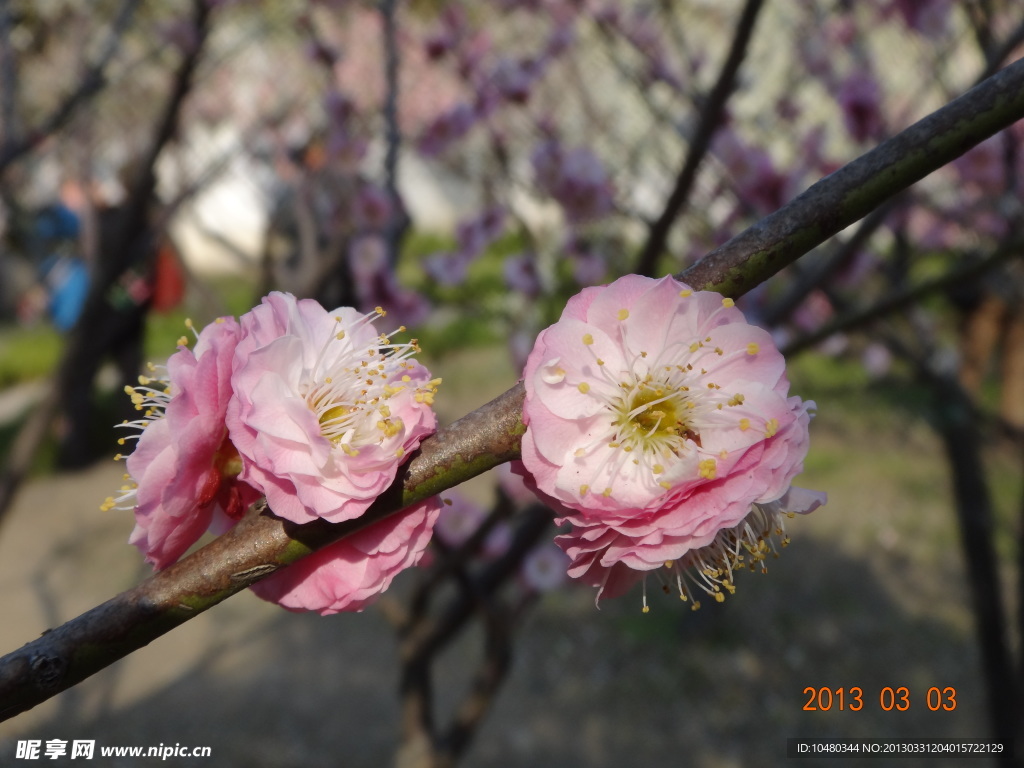 怡园梅花