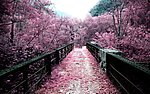 樱花大地