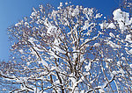 洁白的雪