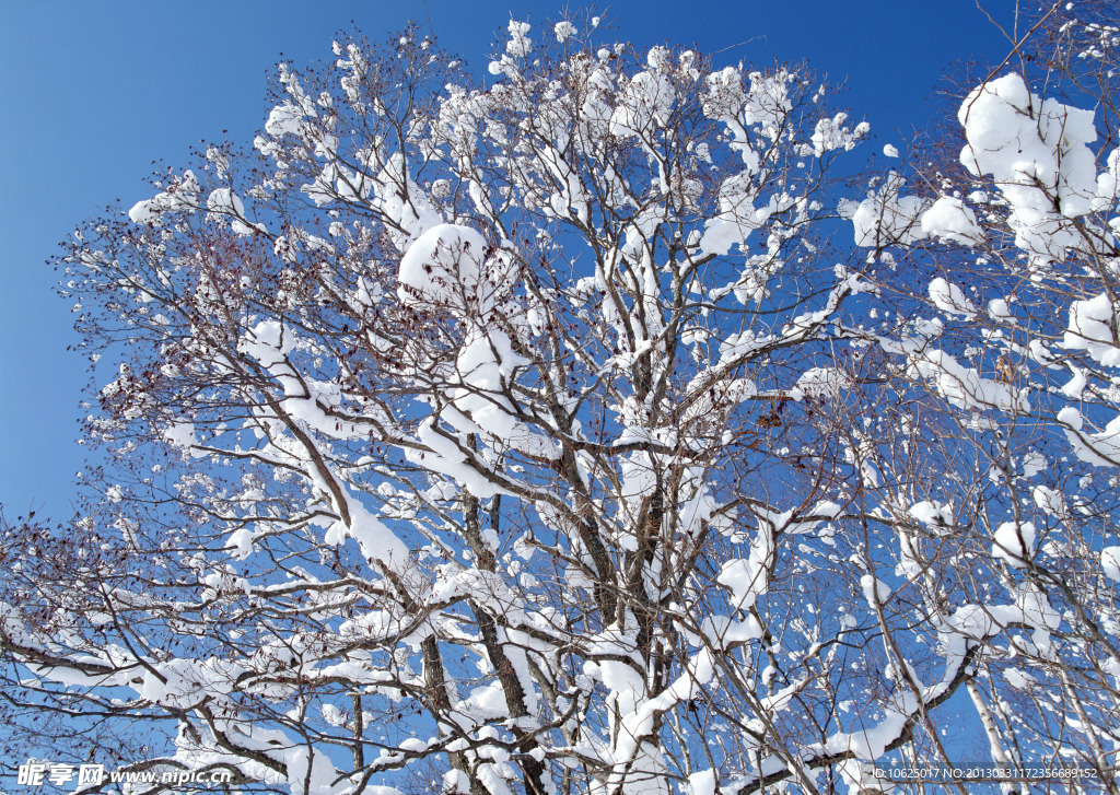 洁白的雪