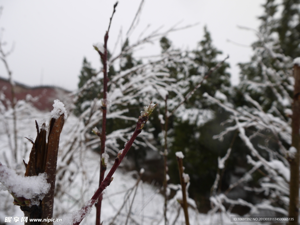 雪桃花