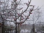 雪梅