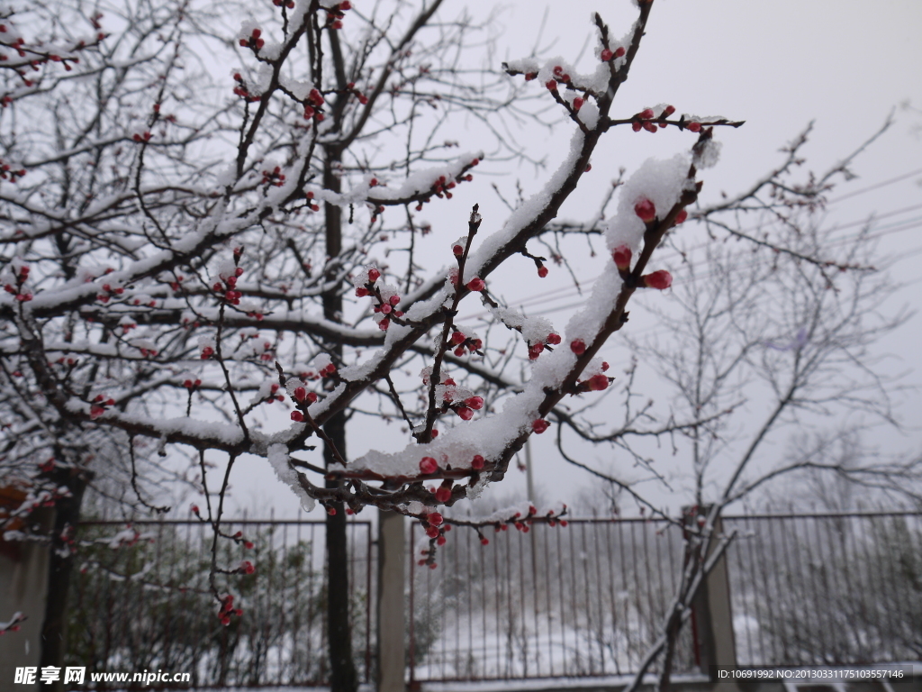 雪梅