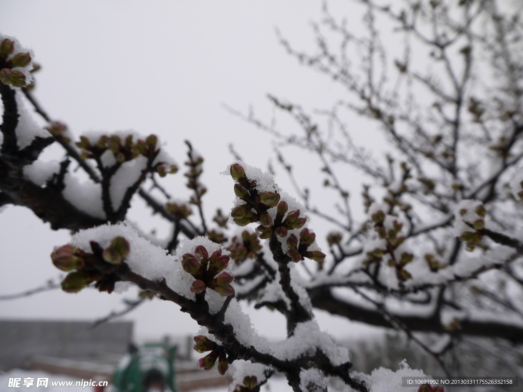 雪海棠