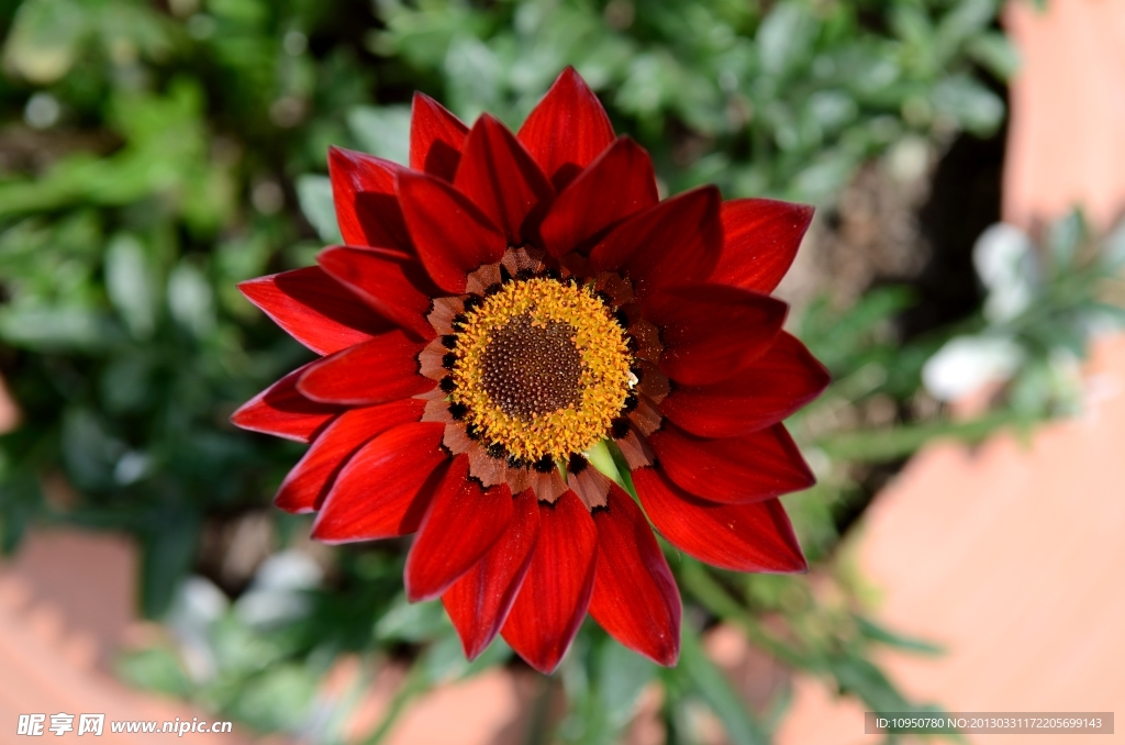 红色太阳花