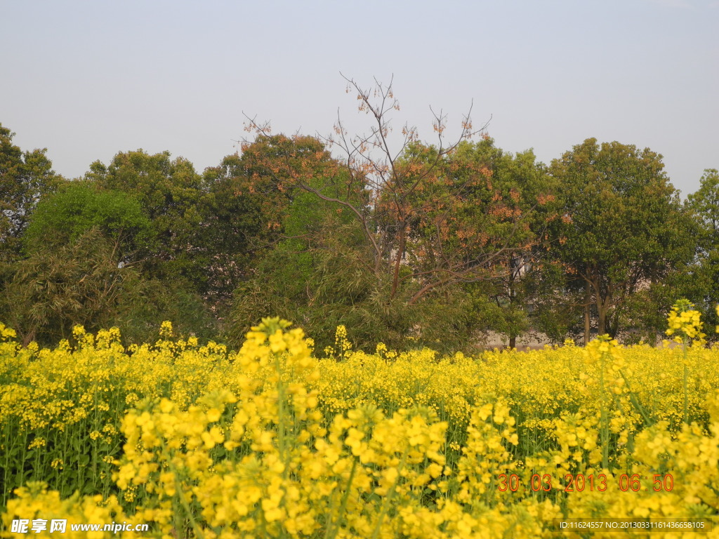 油菜花