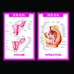 女性解剖图