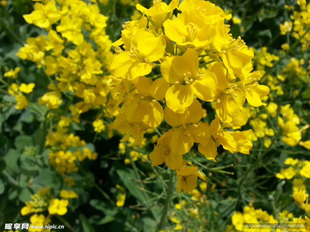 油菜花