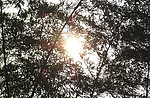 日光