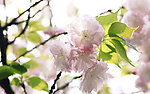 樱花正开