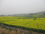 油菜花