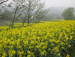 油菜花