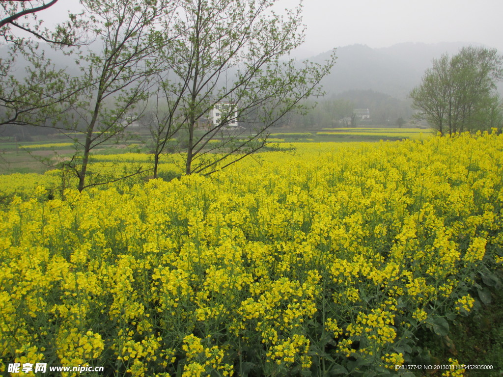 油菜花