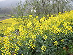 油菜花