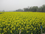 油菜花