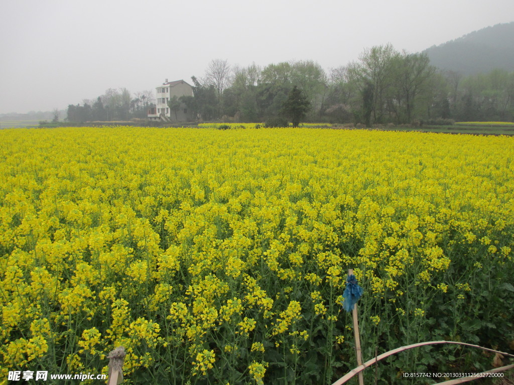 油菜花