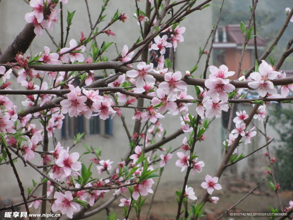 桃花