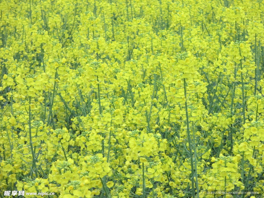 油菜花