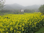 油菜花