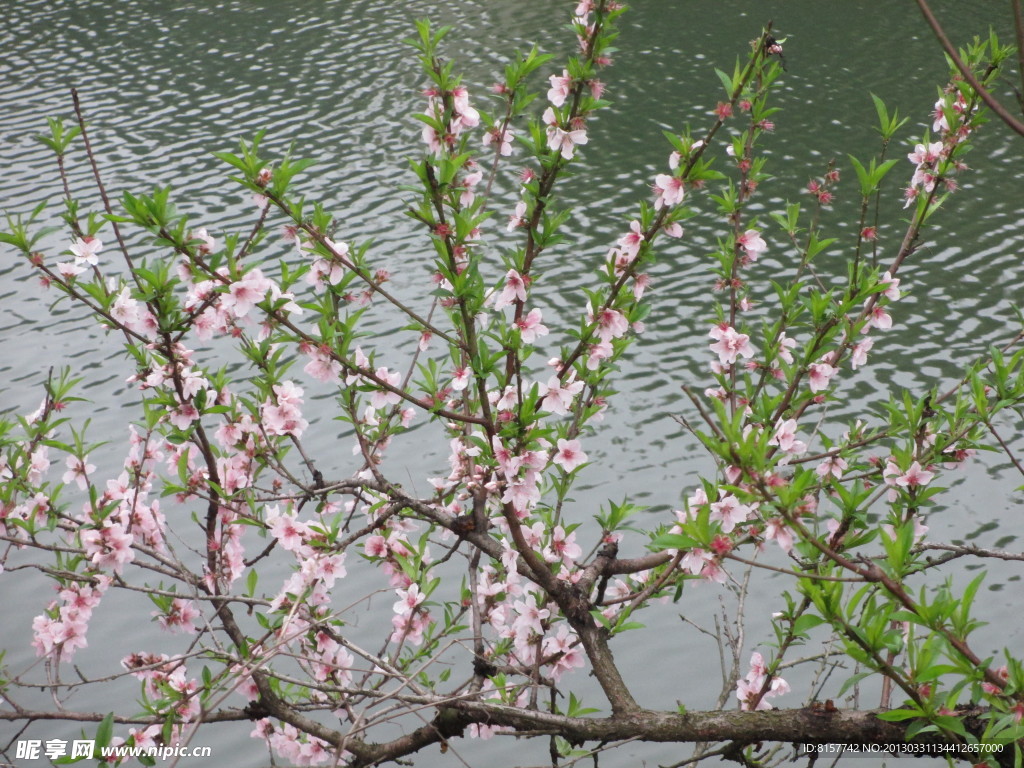 桃花