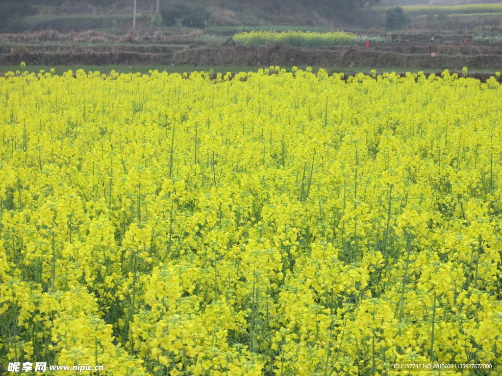 油菜花