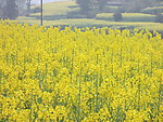 油菜花