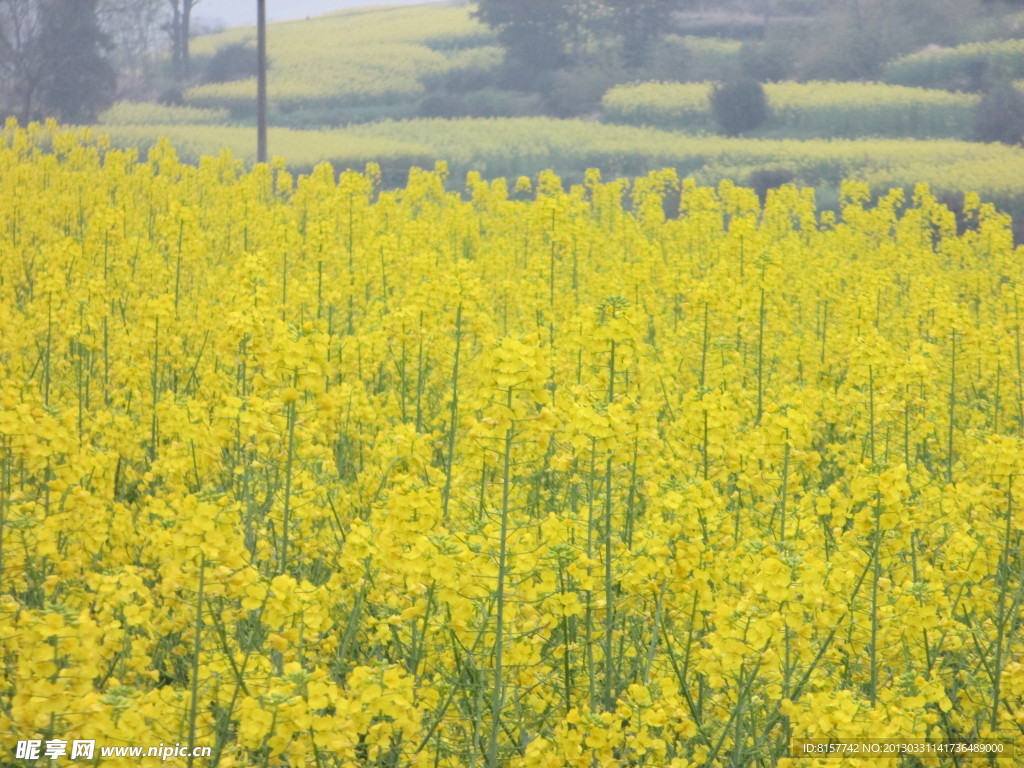 油菜花