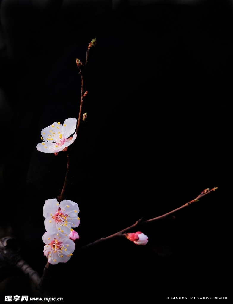 杏花