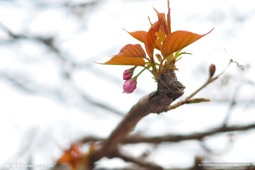 桃花