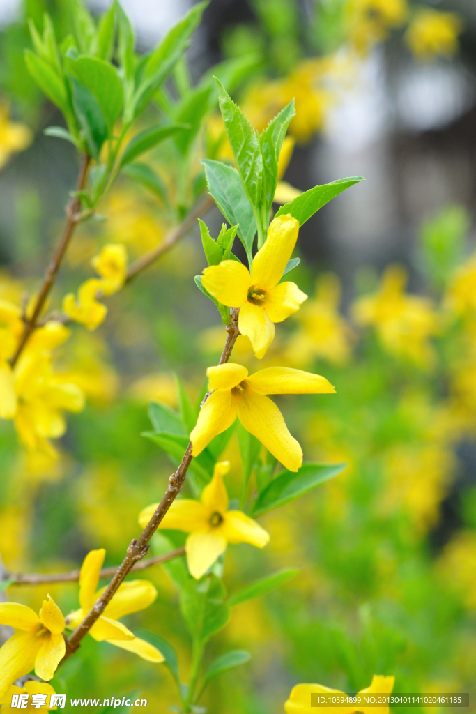 迎春花