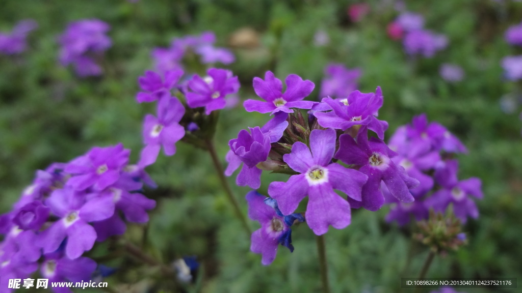 紫色小花