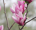 明湖花儿绽放