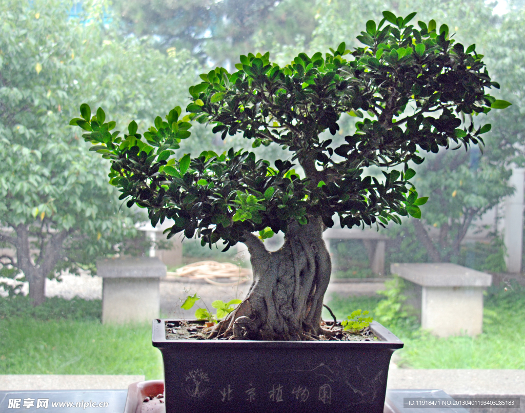 北京植物园的盆景