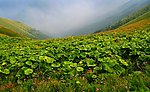 山荷