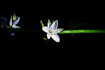 吊兰 开花