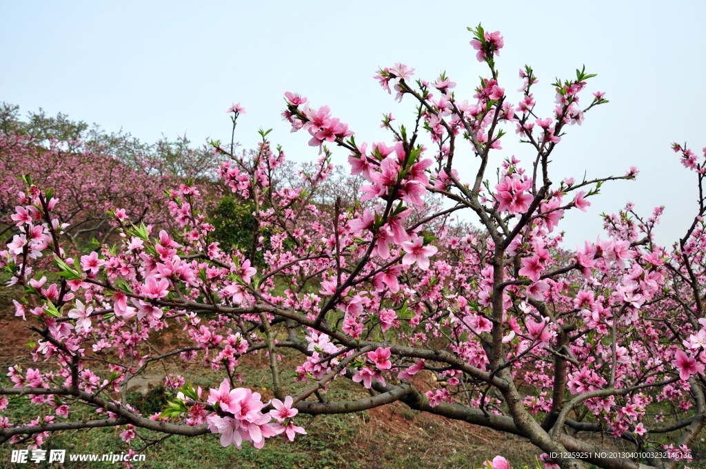 桃花