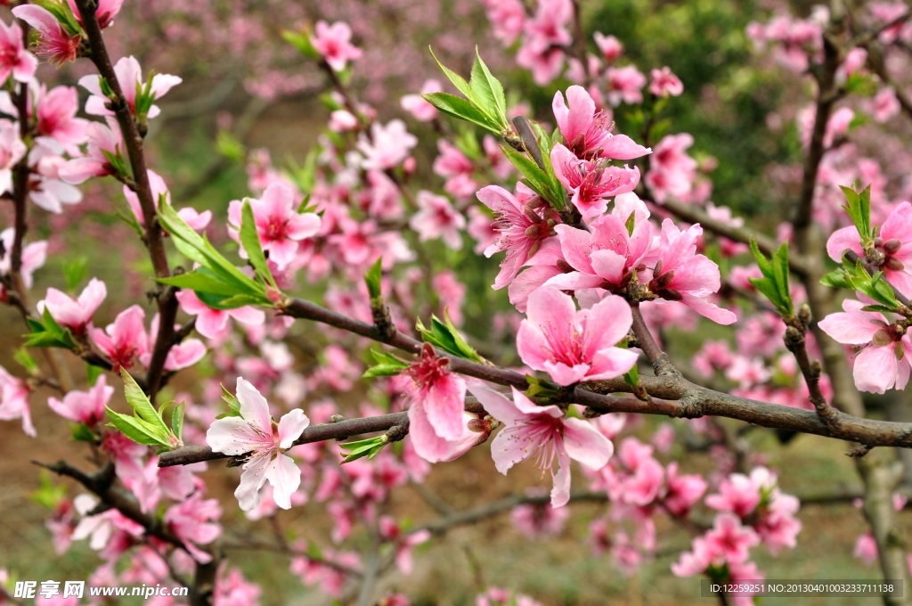 桃花